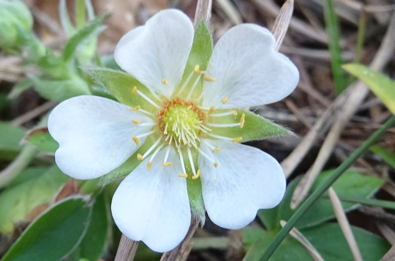 Potentilla alba / Cinquefoglia bianca